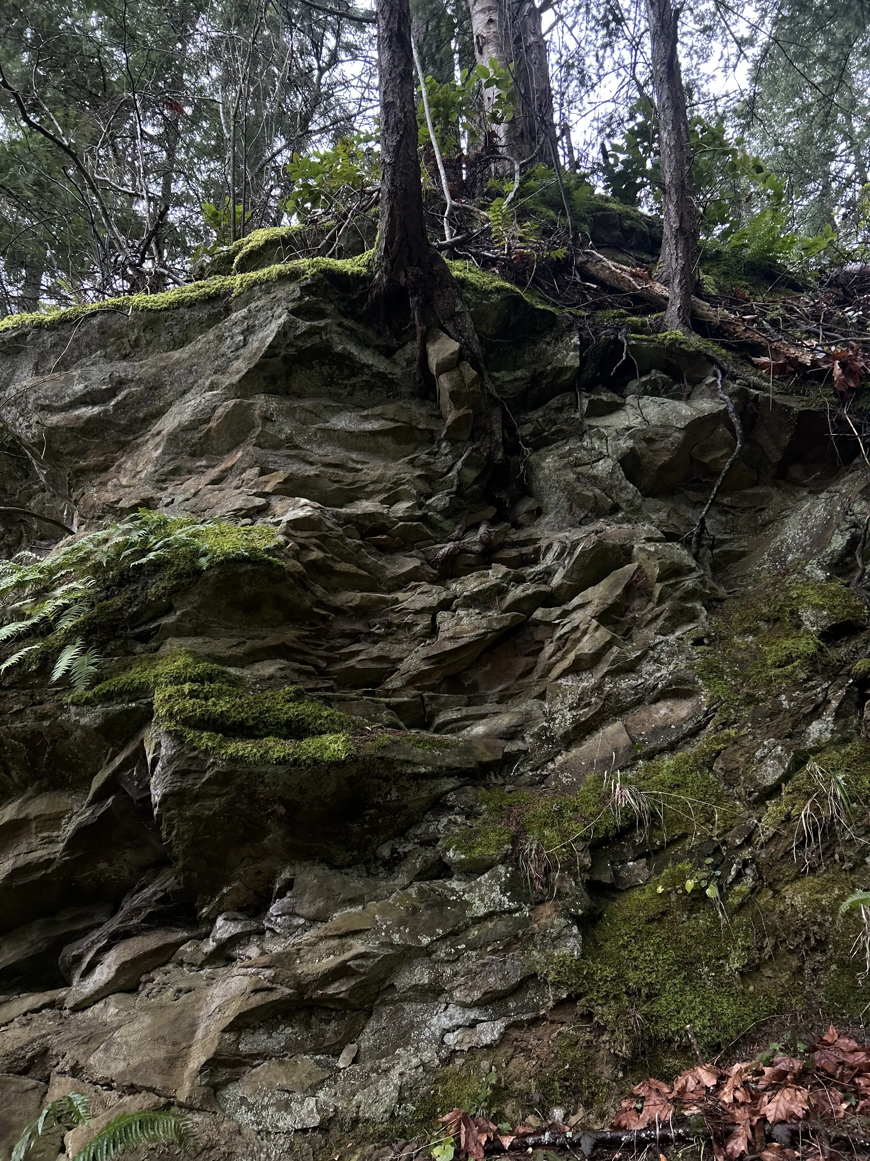 A tree grows atop a mossy sandstone hill in the Arboretum.